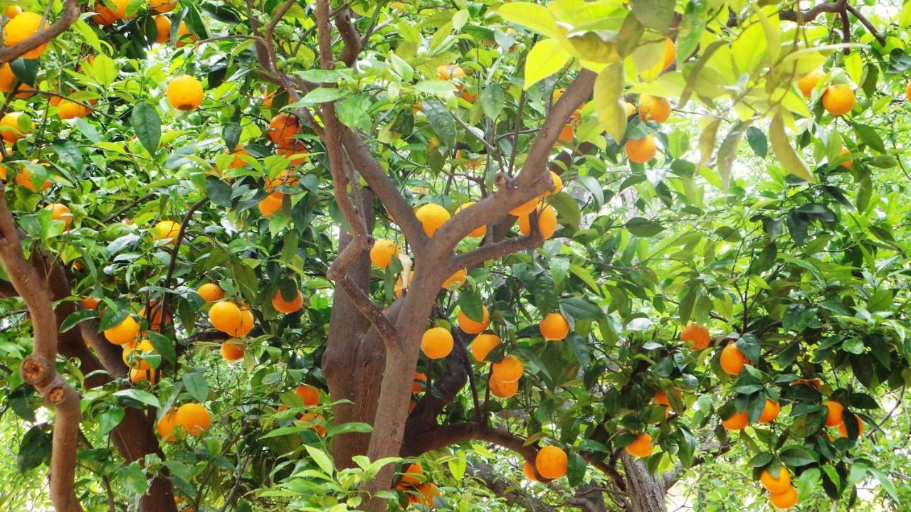 לינה וארוחת בוקר Quartu SantʼElena Oasi Ottocento מראה חיצוני תמונה